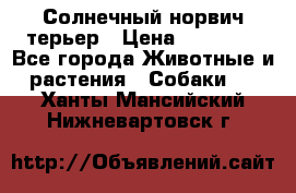 Солнечный норвич терьер › Цена ­ 35 000 - Все города Животные и растения » Собаки   . Ханты-Мансийский,Нижневартовск г.